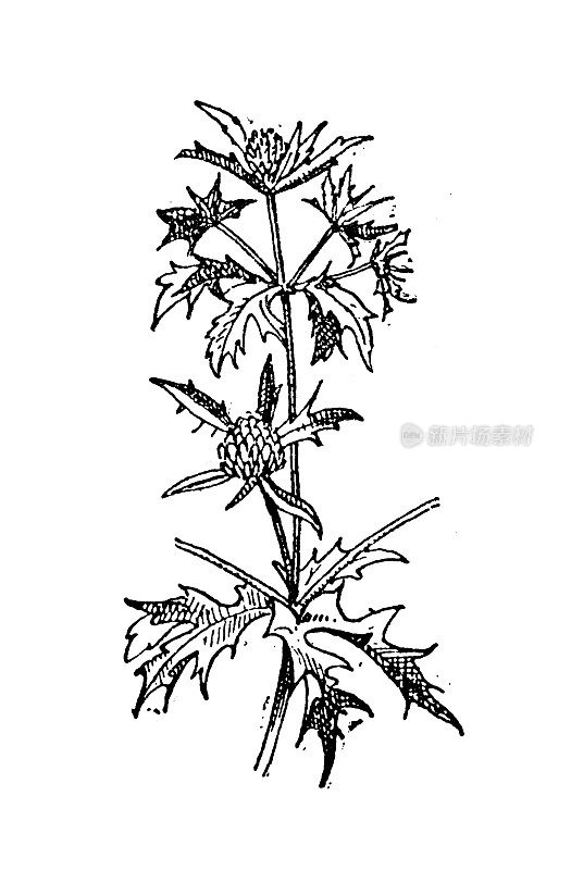 古玩插画:Eryngium, eringo, sea holly